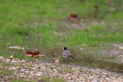 Motacilla alba alba