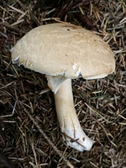 Agaricus hondensis