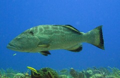 Mycteroperca bonaci