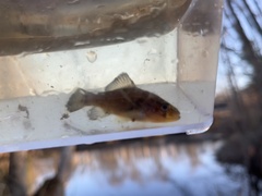 Aphredoderus sayanus