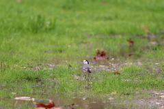 Motacilla alba alba