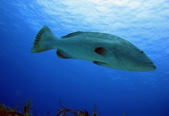 Mycteroperca bonaci