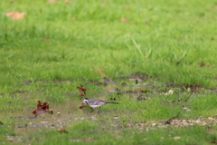 Motacilla alba alba