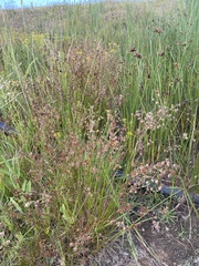 Juncus capensis