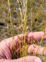 Rhynchospora capillacea