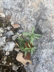 Oldenlandia corymbosa