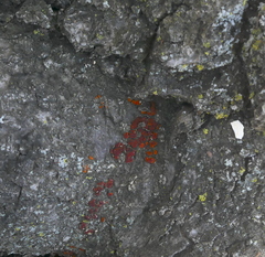 Xanthocarpia feracissima