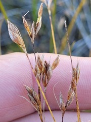 Rhynchospora capillacea