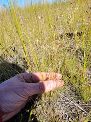 Rhynchospora capillacea