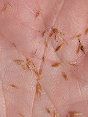 Rhynchospora capillacea