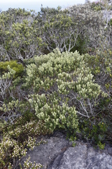 Phylica buxifolia