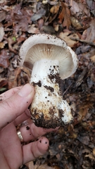 Lactarius argillaceifolius megacarpus