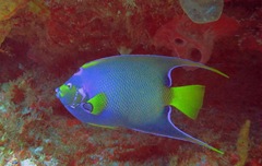 Holacanthus ciliaris