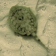 Urobatis jamaicensis