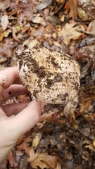 Lactarius argillaceifolius megacarpus