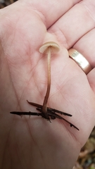 Mycetinis copelandii