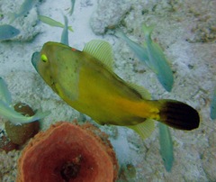 Cantherhines macrocerus