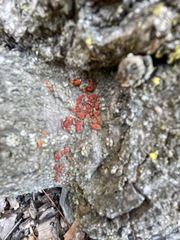 Xanthocarpia feracissima
