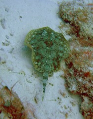 Urobatis jamaicensis