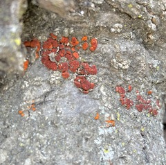 Xanthocarpia feracissima