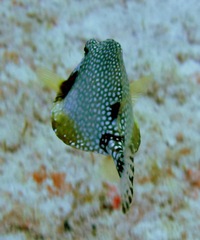 Lactophrys triqueter