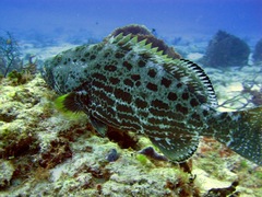 Mycteroperca venenosa