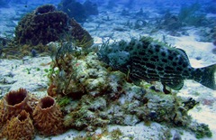 Mycteroperca venenosa