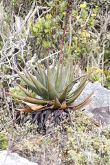 Aloe succotrina