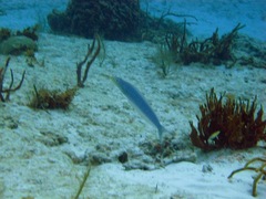 Malacanthus plumieri