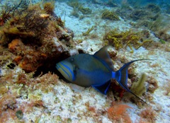 Balistes vetula