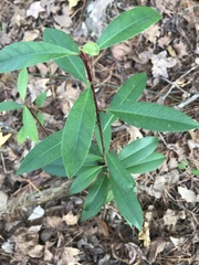 Photinia serratifolia