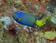 Holacanthus ciliaris
