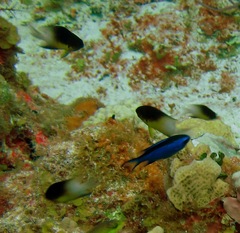 Stegastes partitus
