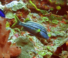 Haemulon macrostoma