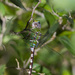 Amazon Darner - Photo (c) Greg Lasley, some rights reserved (CC BY-NC), uploaded by Greg Lasley