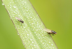 Poecilohetaerus aquilus