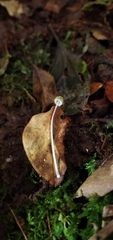 Mycena chloroxantha