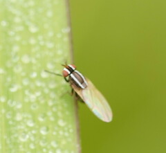 Poecilohetaerus aquilus
