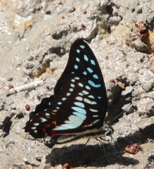 Graphium eurypylus