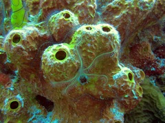 Ophiothrix
