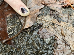Plethodon