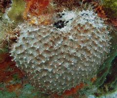 Ircinia felix