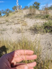 Sporobolus rigidus magnus