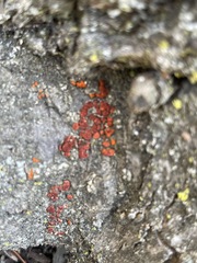 Xanthocarpia feracissima