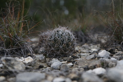 Coryphantha sulcata