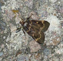 Aglossa
