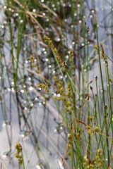 Carex sterilis