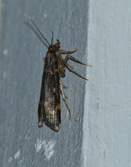 Aglossa
