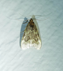 Aglossa