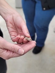 Sceloporus occidentalis